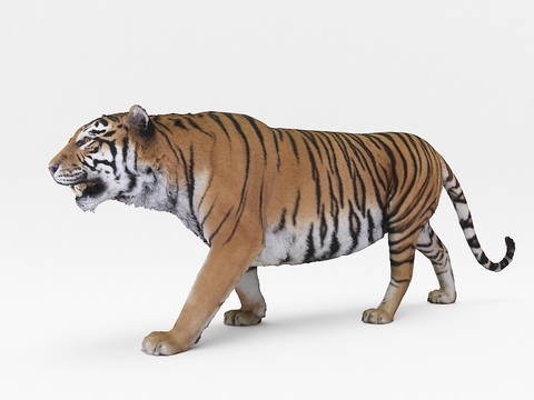 Modern Siberian Tiger