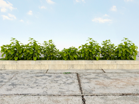 Vegetable flower trough courtyard green plants