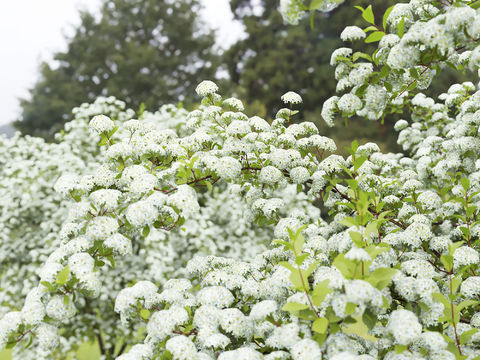 flowers and plants hydrangea fragrant snowball qiuhua