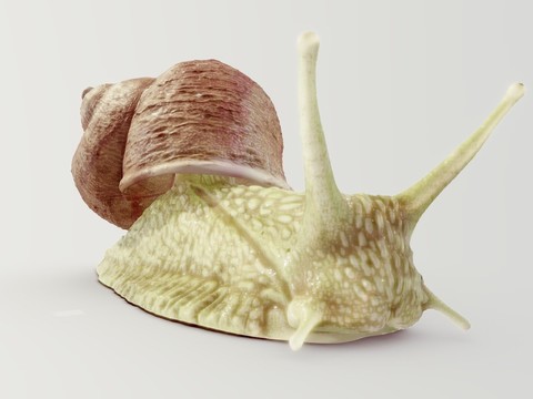 Snail