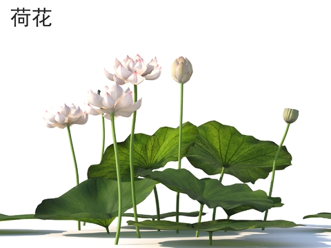 Lotus flowers and plants Shrubs Plants