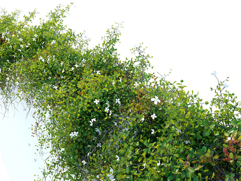 Modern Green Vine Wall Creeper