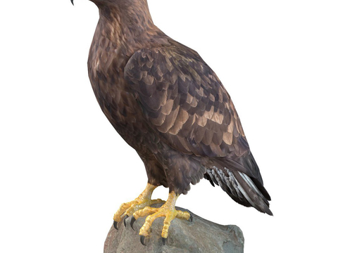 Golden Eagle