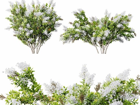 Trim Shrub Shrub Myrtle Shrub Small White Flower