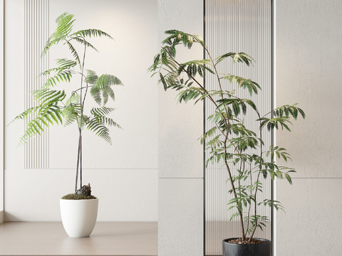 green plant potted fern