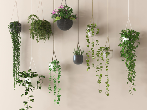 Hanging Basket Green Plant Hanging Plant Hanging Pot