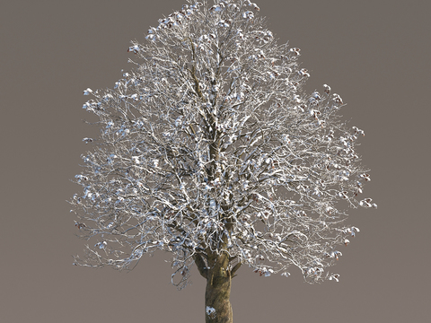 Snow Tree Snow Tree Snow Tree