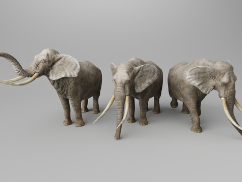 Elephant