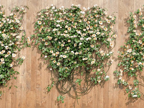 rose vine plant green plant flower wall