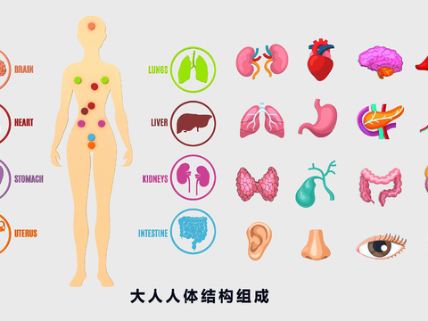 Human Organ Blood Vessel Medical Structure Illustration Medical Flat Illustration