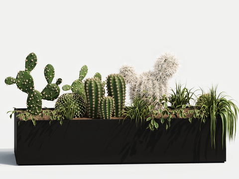 Cactus flower bed flower box tree pool