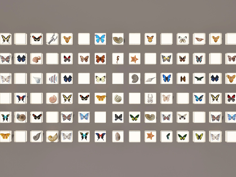 Animal specimens Butterfly specimens Insect specimens Wall