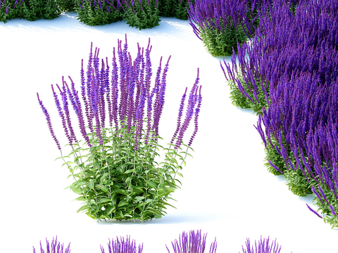 Lavender Flowers Herbaceous Plants