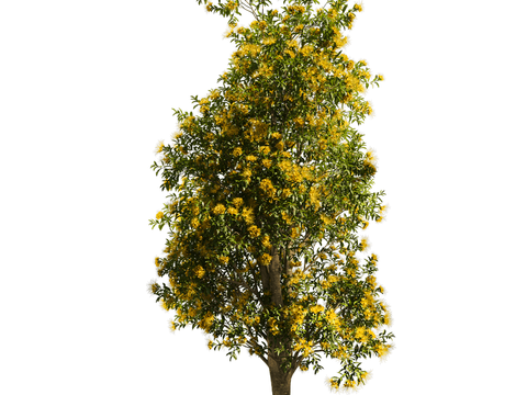 landscape tree shrub plant