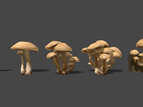 edible mushroom mushroom