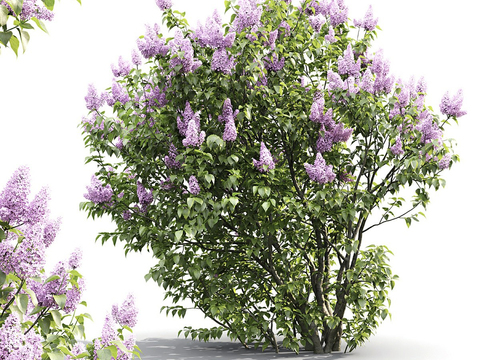 lilac shrub flowers and plants