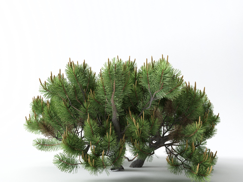 New Chinese Pine Cedar Pine and Cedar