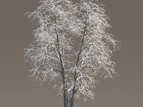 Snow Tree Snow Tree Snow Tree