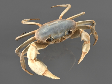 Freshwater crab, crab, seafood