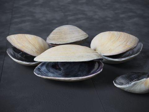 clam shell clam shell