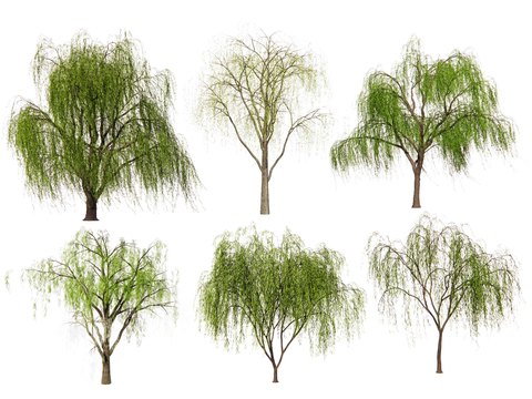 Willow weeping willow willow dry willow landscape tree