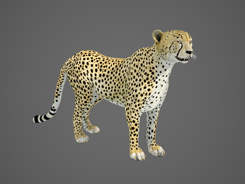 leopard animal beast