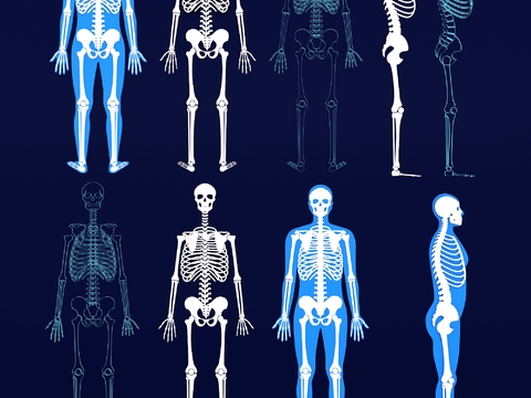 Human skeleton Skull Spine Joint Medical Wall Chart