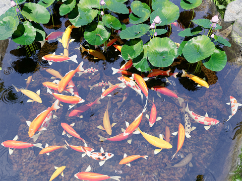 Koi Fish Group Lotus Pond