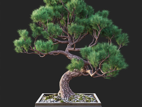 Bonsai Plant Decoration