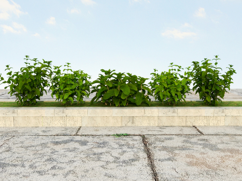 Vegetable flower trough courtyard green plants