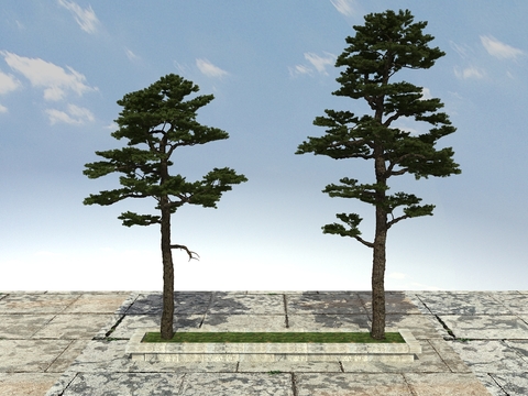 New Chinese Pine, Pine, Cedar, Black Pine