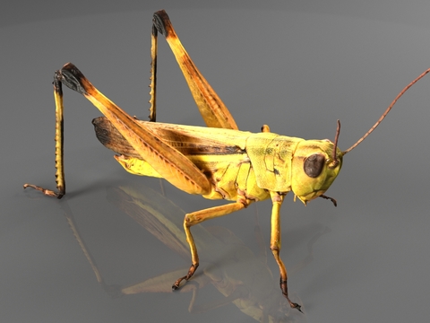 Grasshopper Locust