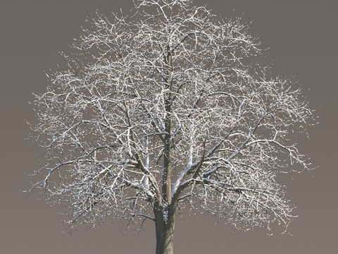 Snow Tree Snow Tree Snow Tree