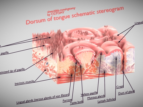 Medical Devices Anatomy of the Back of the Tongue