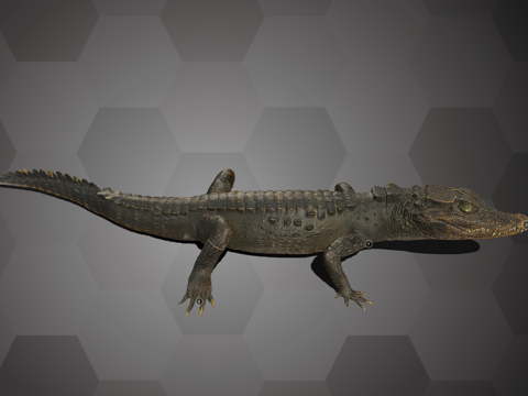 Reptile Crocodile