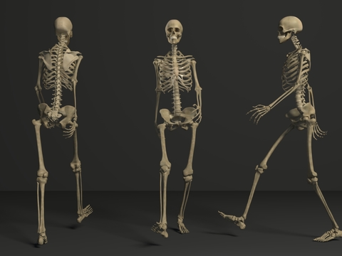 human skeleton skeleton