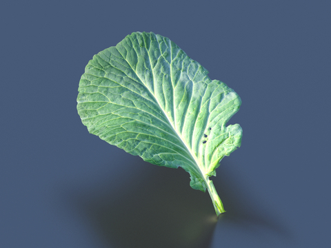 Vegetable cabbage leaf