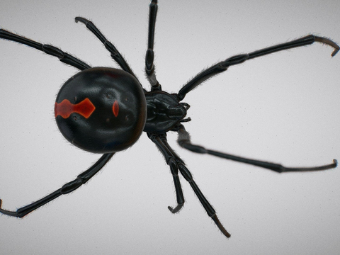 Black Spider Brazilian Black