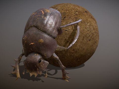 dung beetle dung beetle