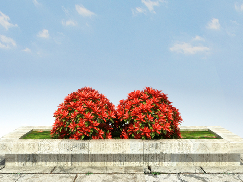 Shrub red leaf heather ball