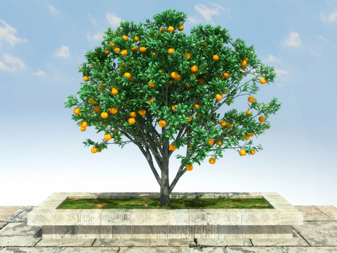 landscape tree fruit tree summer orange