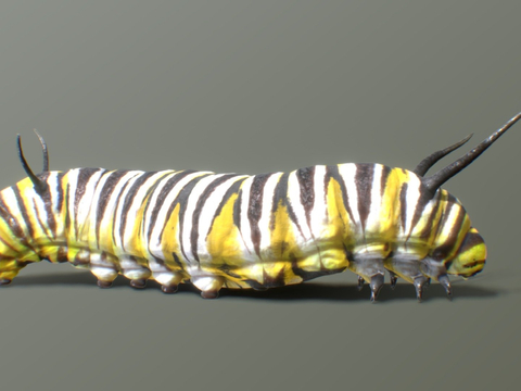 butterfly larva caterpillar