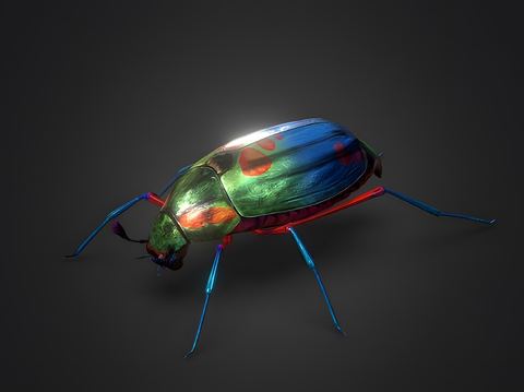 Colored Beetle