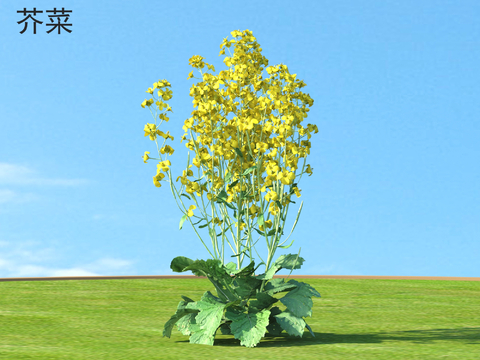 Crops Vegetables Mustard