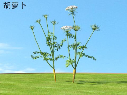 Carrot plants