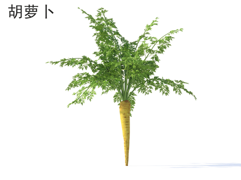 Carrot plants