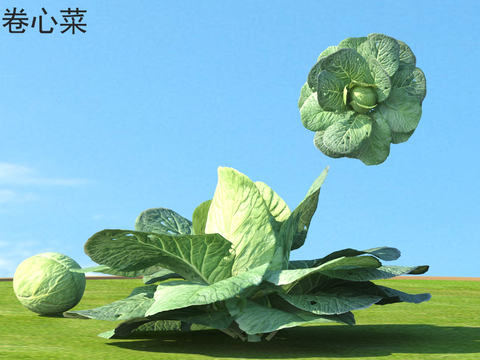 Cabbage Vegetables Agricultural Products