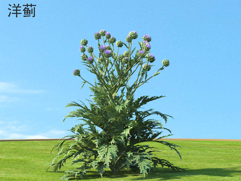 artichoke plant