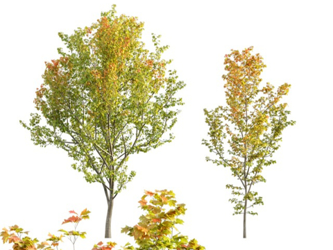 Modern Autumn Tree Plants