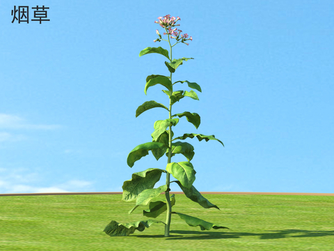 Tobacco Vegetables